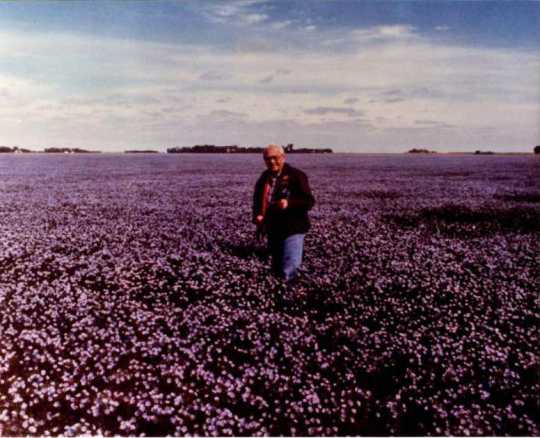 Carl Schneider in flax field, 1970.
