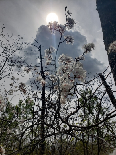 Foliage along Savanna Portage, 2018. Photograph by Jon Lurie; used with the permission of Jon Lurie.