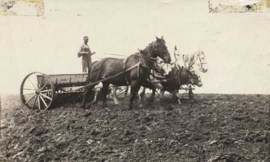 Black and white photograph of Frank Schott drilling grain, c.1920s.