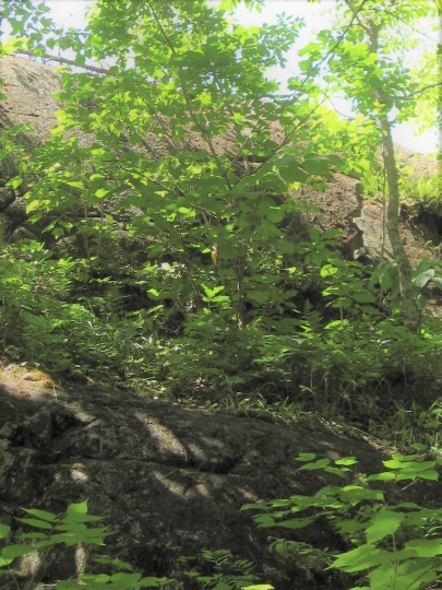 Rocky outcrop inside Franz Jevne State Park
