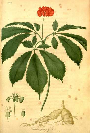 Colored Engraving of Ginseng by Jacob Bigelow (1786-1879).[From WikiCommons] "American medical botany being a collection of the native medicinal plants of the United States, containing their botanical history and chemical analysis, and properties and uses in medicine, diet and the arts" by Jacob Bigelow,1786/7-1879. Publication in Boston by Cummings and Hilliard,1817-1820.”