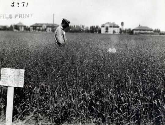 Black and white photograph of Grain Fields at the Northwest Experiment Station.