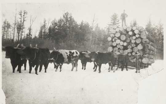Oxen pulling a sled of white pine logs near Hinckley in Pine County, 1885.