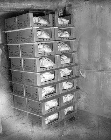 Black and white photograph of turkeys that are ready to be put into the freezer, Farmers Produce Company, Willmar, ca. 1960.