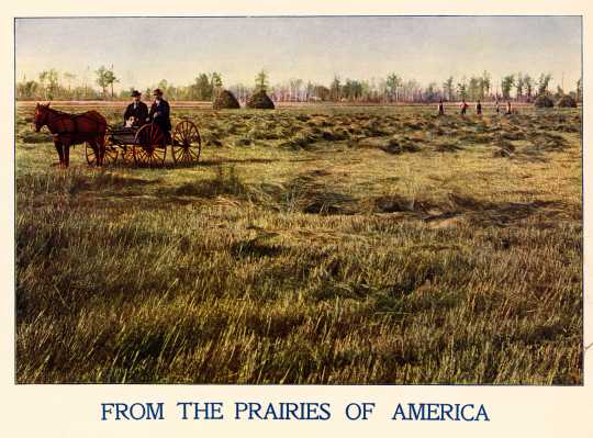 Color illustration of a field of wire grass during harvest time c.1901.