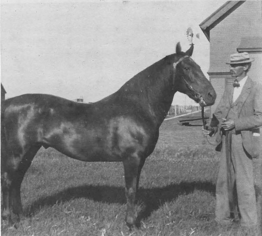 Black and white photograph of Northwest Experiment Station’s first superintendent, Torger Hoverstad, standing with one of the Experiment Station horses.