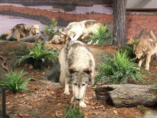 Exhibit at International Wolf Center