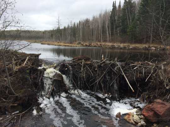Color image of a Beaver dam in Lake Vermilion–Soudan Underground Mine State Park. Photograph by Minnesota Department of Natural Resources Staff, May 21, 2014.