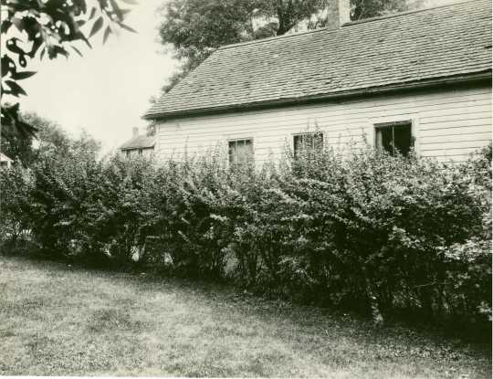 Planted barberry bushes displayed as ornamentals around a home in Minnesota, ca. 1918.