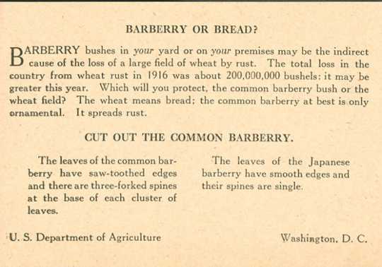 Informational circular to promote destruction of barberry bushes, ca. 1920s.