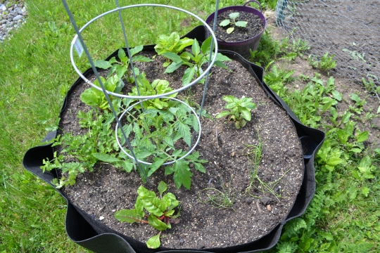 Color image of a Garden-in-a-box, 2016.