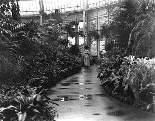 Black and white photograph of the Palm Dome interior, 1918.