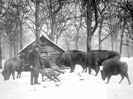 Buffalo (American bison) at Como Zoo