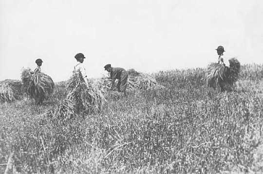 Black and white photograph of boys at work on the farm of the State School, c.1910.