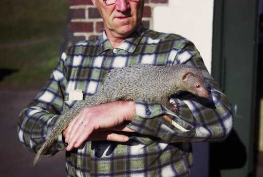 Photograph of Lloyd Hackl with Mr. Magoo the mongoose, 1963. 