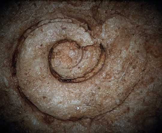 Photograph of Gastropod fossil Niagara Cave