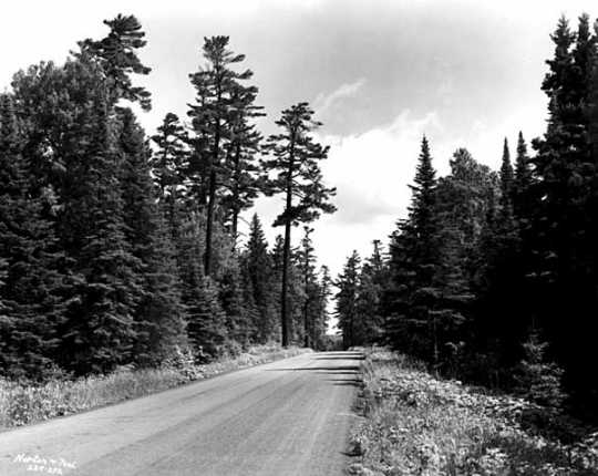 White pines along the Gunflint Trail in Cook County, Minnesota. Photograph by Norton & Peel, July 30, 1954.