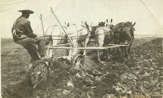 Black and white photograph of a worker using horses to plow the fields at the Northwest Experiment Station, 1912.