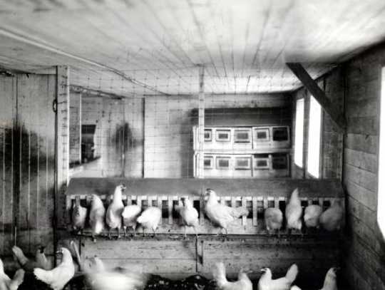 Black and white photograph of the poultry house at the Northwest Experiment Station.