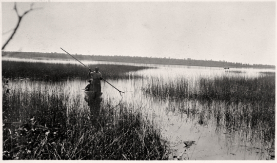 Harvesting wild rice in the White Earth Reservation of Ojibwe
