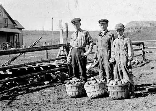 Black and white photograph of 4-H Potato Club members Alvin Tofte, Andrew Tofte, and Hjalmar Tofte in 1918.