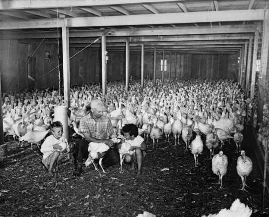 Black and white photograph of the interior of a turkey barn, ca. 1947.