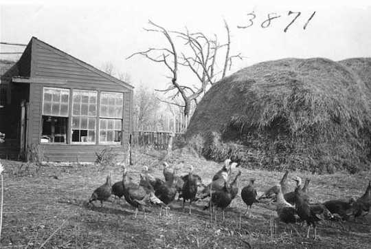 Black and white photograph of a Turkey flock, ca. 1910.
