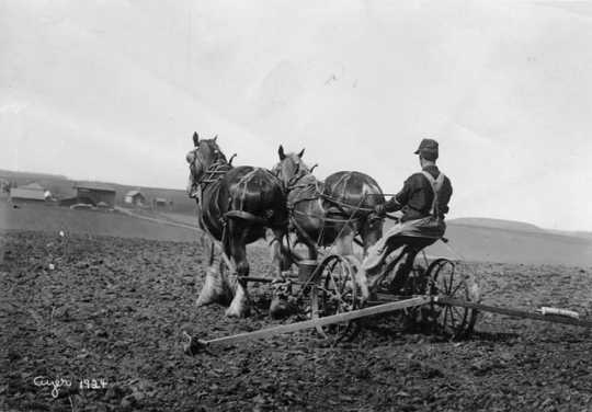 Farmer planting corn, ca. 1910. Photograph by Harry Darius Ayer.