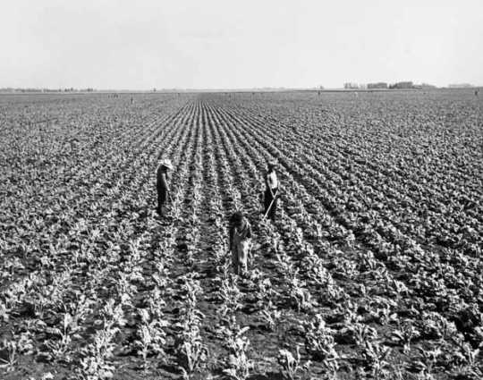 Black and white photograph of Sugar beet cultivation in the Red River Valley, ca. 1940.