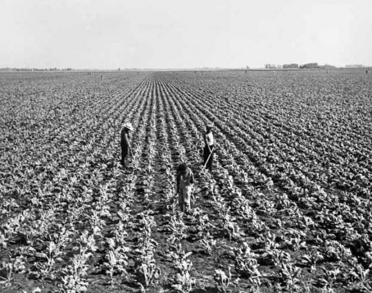 Black and white photograph of Sugar beet cultivation in the Red River Valley, ca. 1940.