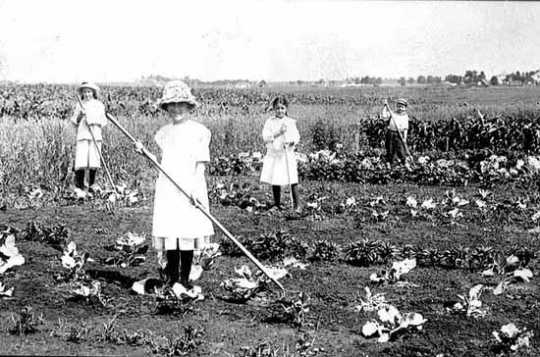 Black and white photograph of students in a gardening class tend a field in Pipestone County, c.1918. 