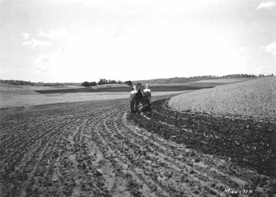 Black and white photograph of contour cultivation of corn on the Walter Fox farm near Faribault, 1938.