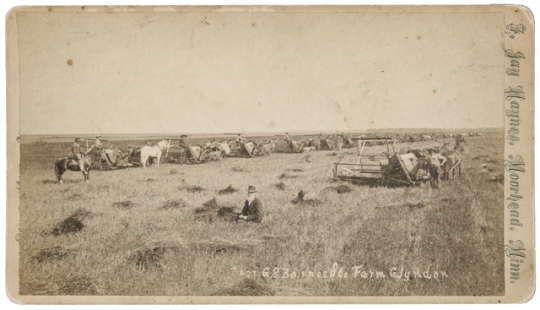 Wheat harvest at G.S. Barnes and Company farm