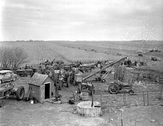 Farmers picking corn, ca. 1950.