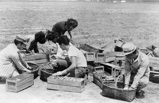 Black and white photograph of Mexican American migrant farm workers harvesting asparagus near Owatonna, ca. 1955.