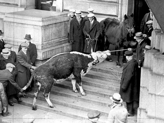 Black and white photograph of a starving cow and horse brought to the State Capitol by farmers to dramatize their demands for relief, 1935.
