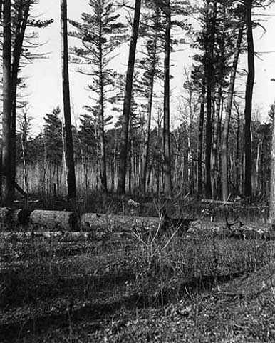 Black and white photograph of Pine woods at Lake Itasca, 1900.