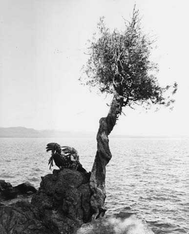 Manito gizhigans (spirit little cedar tree)