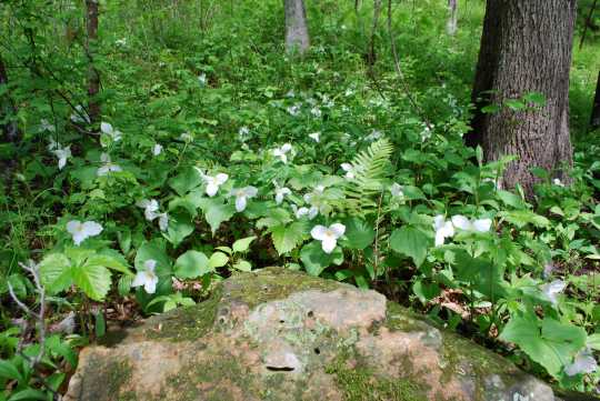 Color image of Spring trillium at Interstate State Park, 2013. Photograph by Minnesota Department of Natural Resources Staff.