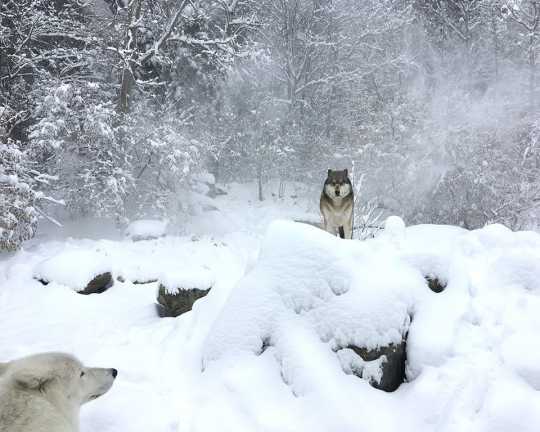 Wolves in snowfall
