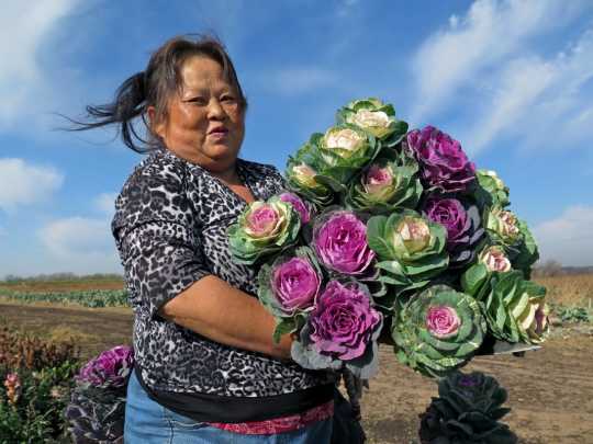 Xee Yang harvesting kale flowers