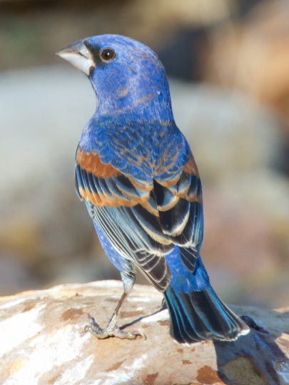 Color image of a Blue grosbeak, April 27, 2011. Photograph by Wikimedia Commons user Dan Pancamo.