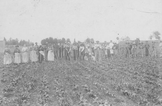 Black and white photograph of workers hoeing sugar beets in a field in Carver County. Date and photographer unknown. 