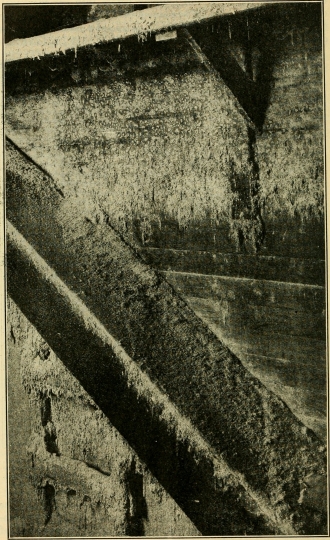 Black and white photograph of a wall of a poorly kept flour mill with accumulations of flour webbed by a flour moth. U.S. Department of Agriculture, 1913.