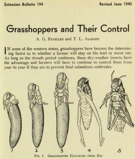 Diagram of a grasshopper hatching. Published in University of Minnesota Extension Bulletin 194, revised June 1940.
