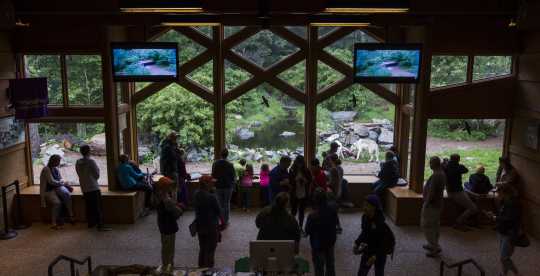 Viewing area at the International Wolf Center