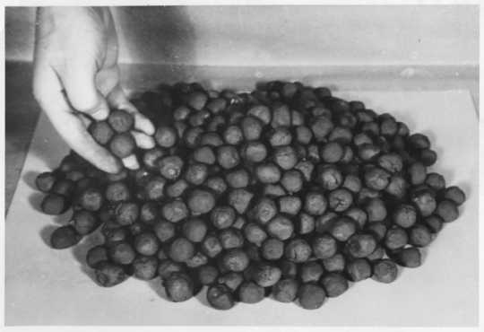 photograph of a small pile of taconite pellets