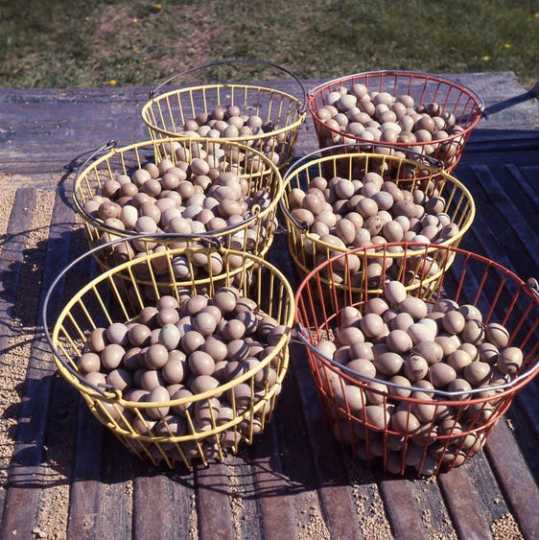 Baskets of pheasant eggs at the Carlos Avery Wildlife Management Area