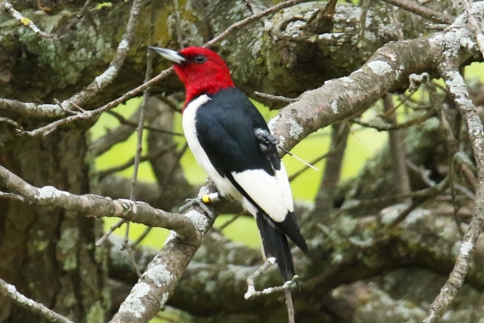 Red-headed woodpecker with geolocator backpack in Cedar Creek Ecosystem Science Reserve.