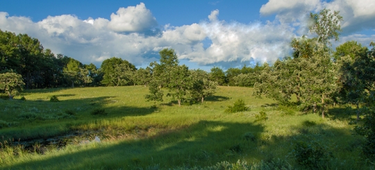 Color image of the Helen Allison Savanna Scientific and Natural Area, Anoka County, ca. 2010. 